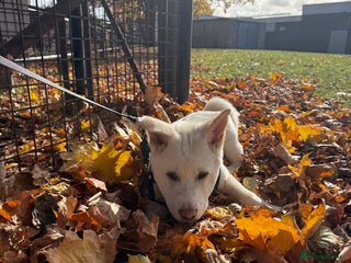 Japanese Akita Inu dogs - Advert 1
