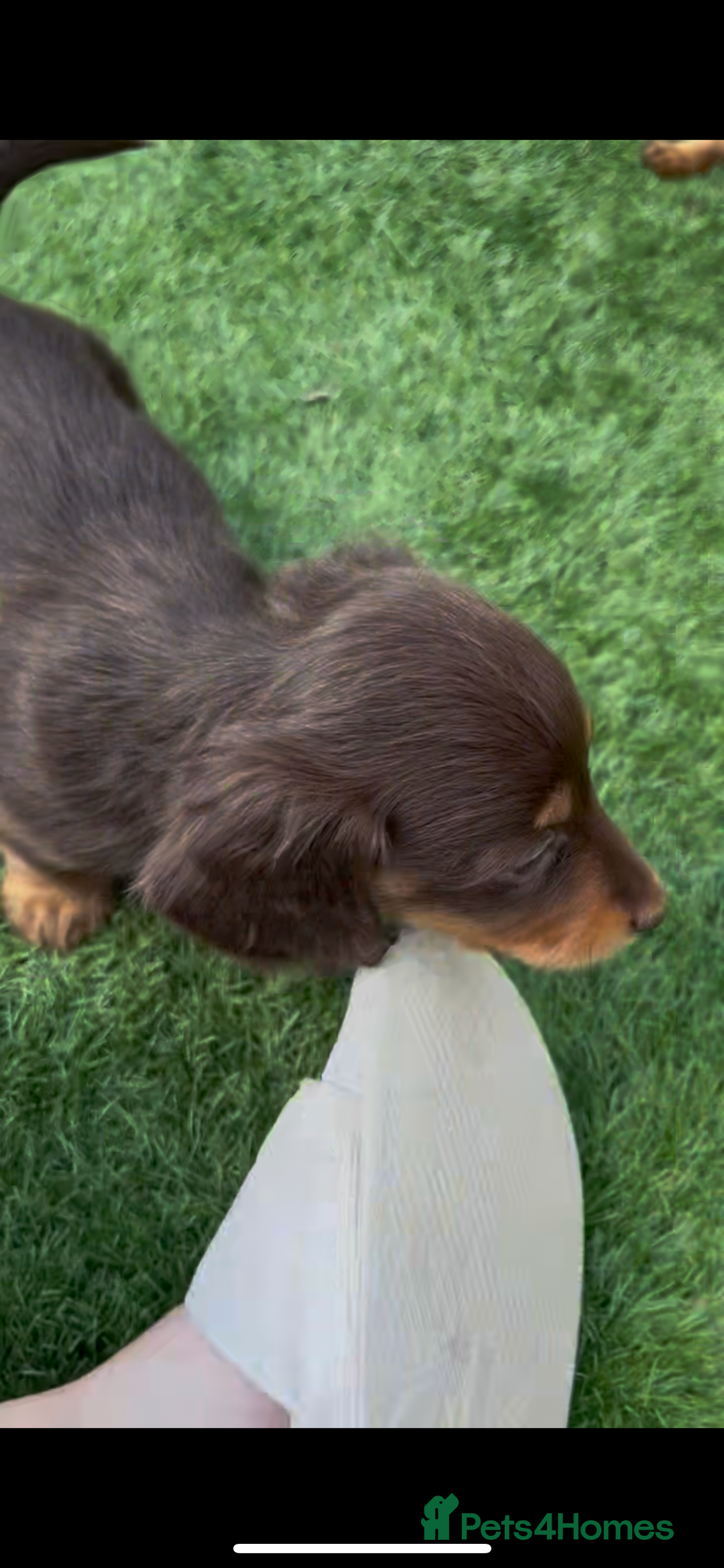 Miniature Dachshund dogs for sale: Delightful litter of KC Longhaired Mini Dachshunds - Image 8