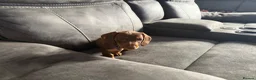 Miniature Dachshund dogs for sale: 3 Mini Daxi Puppies ready to leave - Advert 9