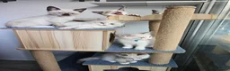 Ragdoll cats for sale: Friendly and playfull Ragdoll x  - Advert 16