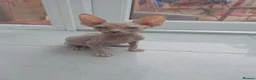 Sphynx cats for sale: 2 sphinx Babies  - Advert 7