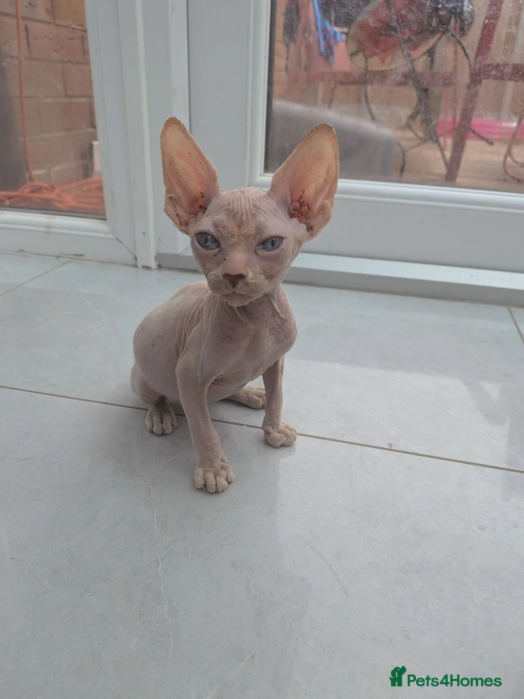 Sphynx cats for sale: 2 sphinx Babies  - Advert 7