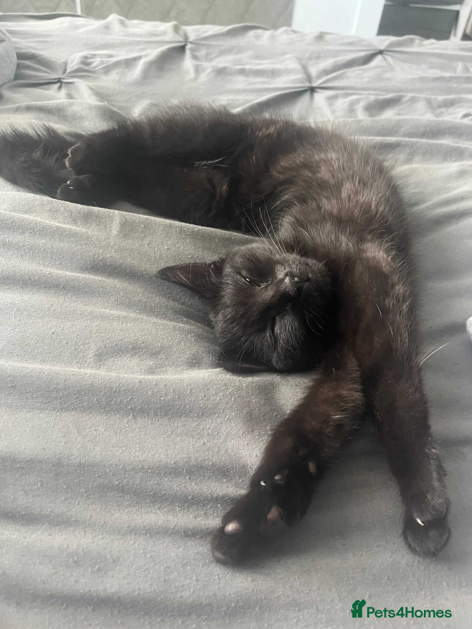 Mixed Breed cats Kittens for sale  - Advert 1
