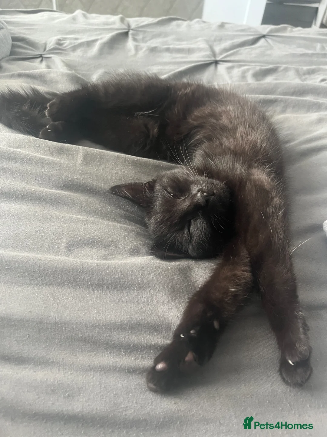 Mixed Breed cats for sale: Kittens for sale  in Bordon - Advert 1