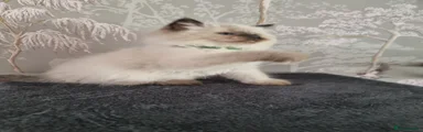 Ragdoll 1