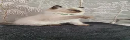 Ragdoll cats for sale: Ragdoll kittens  in Knottingley - Advert 15