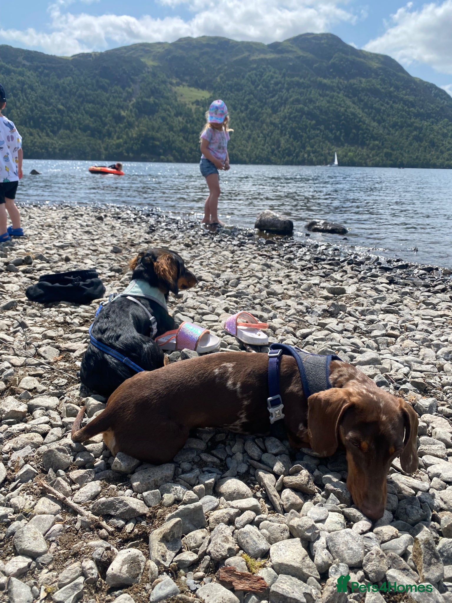 Miniature Dachshund dogs for sale: Beautiful Miniature Dachshund Puppies 🩵🩷🩷🩷 - Advert 12