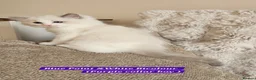 Ragdoll cats for sale: Stunning Ragdoll Kittens – Boys Only (TICA) - Advert 3