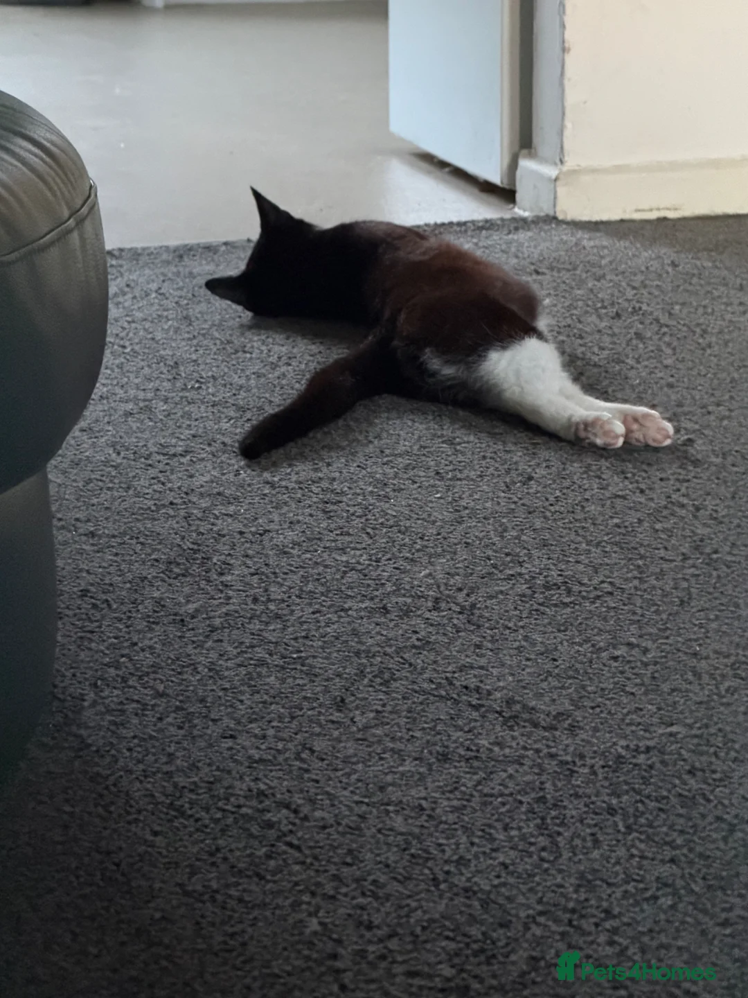 Mixed Breed cats for sale: Cats  in Leicester - Advert 7