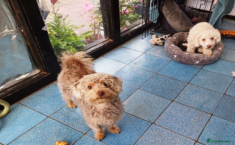 Yorkiepoo dogs - Advert 1