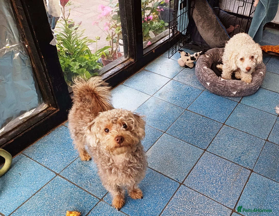 Yorkiepoo dogs for adoption: M.&K. - two inseparable friends for a Loving Home - Image 1