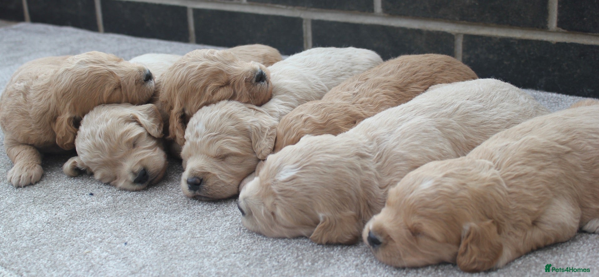 Mini Goldendoodle dogs Beautiful F1 Goldendoodles - Advert 1