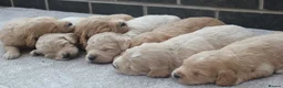 Mini Goldendoodle dogs for sale: Beautiful F1 Goldendoodles - Advert 1