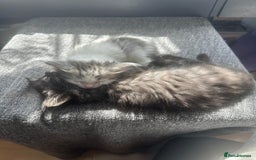 British Longhair cats for sale: British Longhair kittens Two  - Image 2