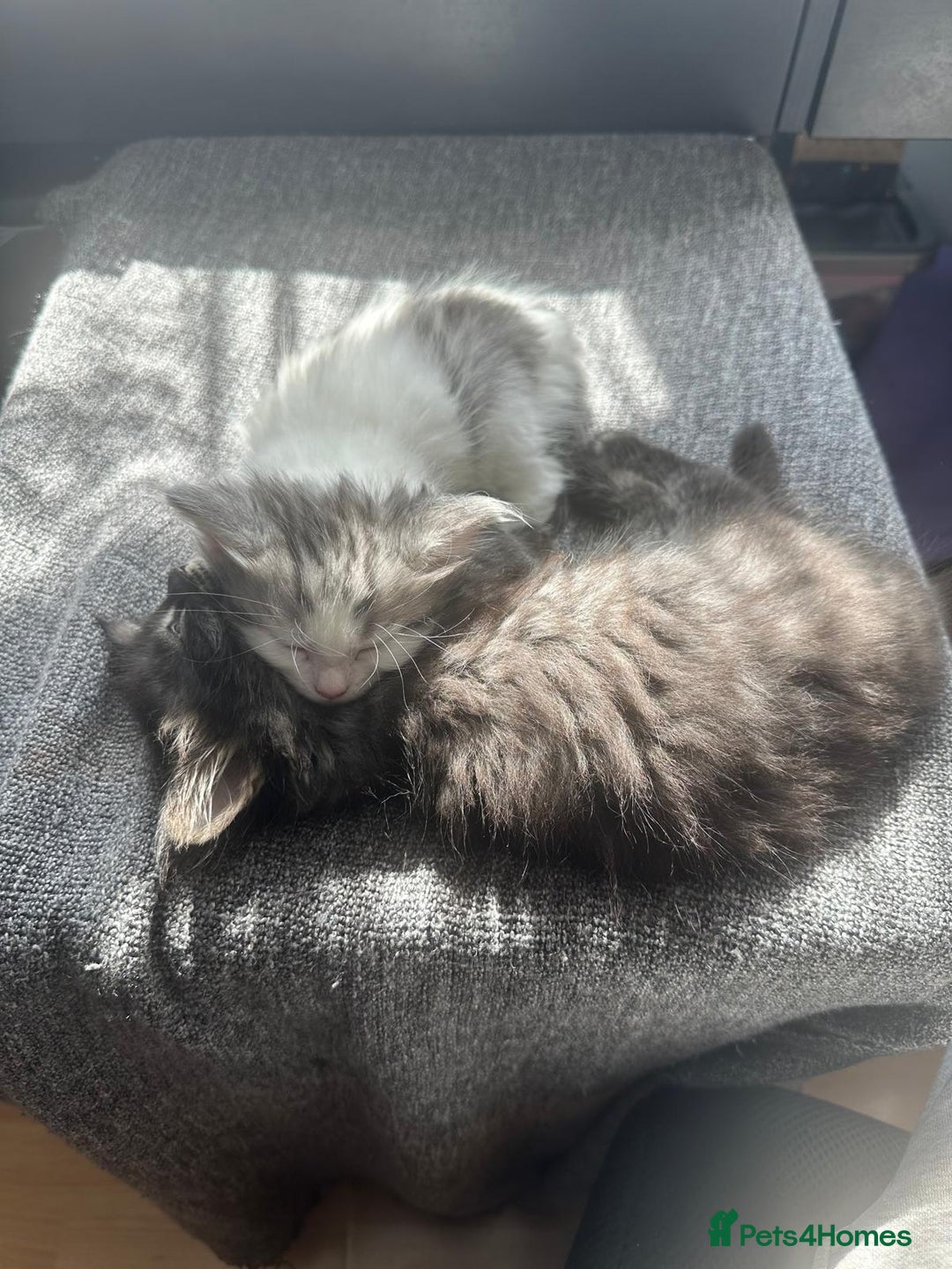 British Longhair cats for sale: British Longhair kittens Two  - Image 2