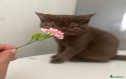 British Shorthair cats for sale: BROWN TICA GIRL Stunning shiny coat ,cooper eye  - Image 3