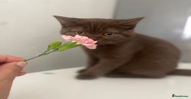British Shorthair cats - Advert 4