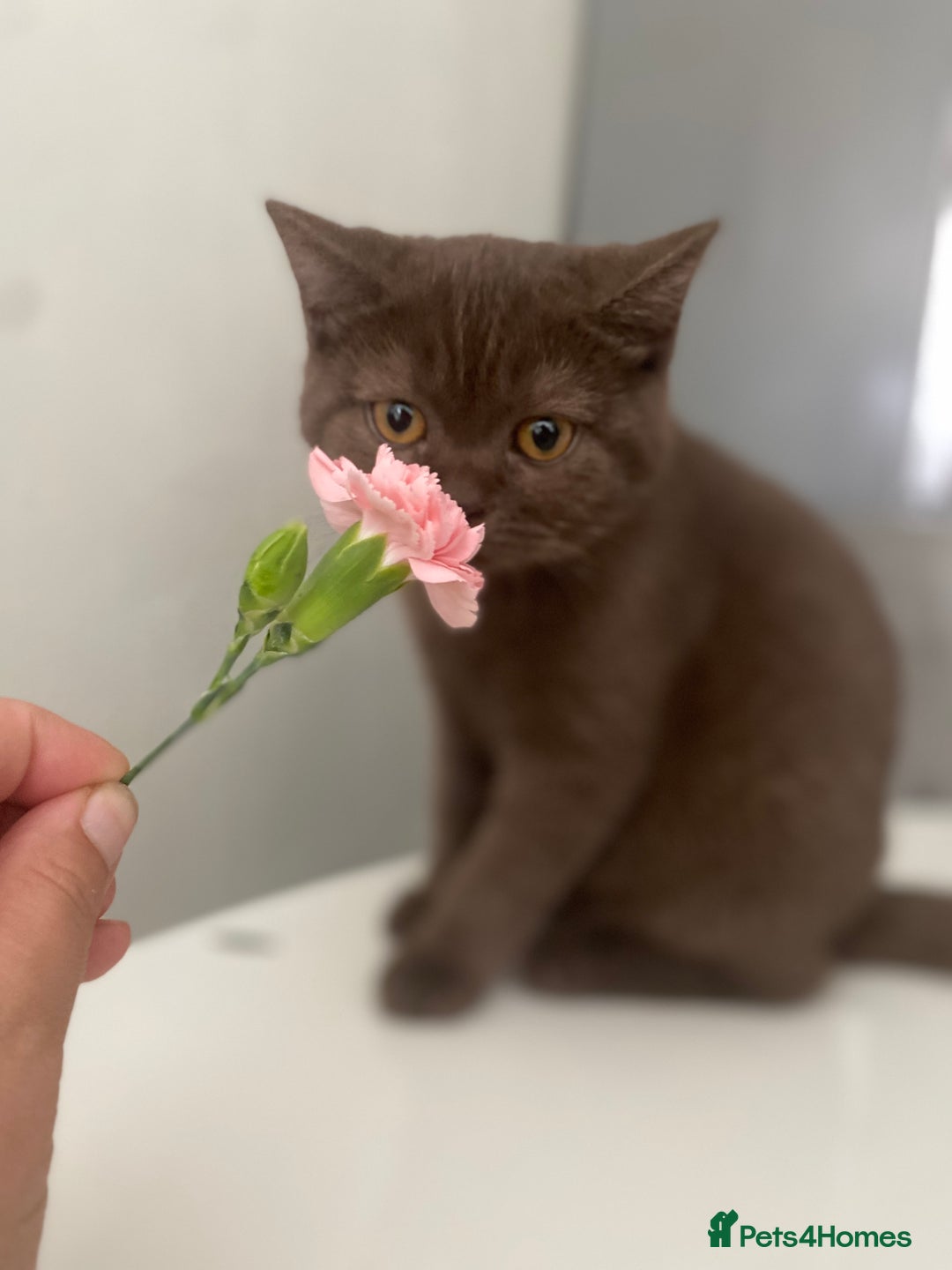 British Shorthair cats for sale: BROWN TICA GIRL Stunning shiny coat ,cooper eye  - Image 3
