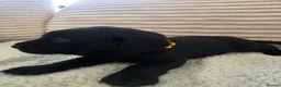 Labradoodle dogs for sale: 7 gorgeous labradoodle puppies - Advert 5