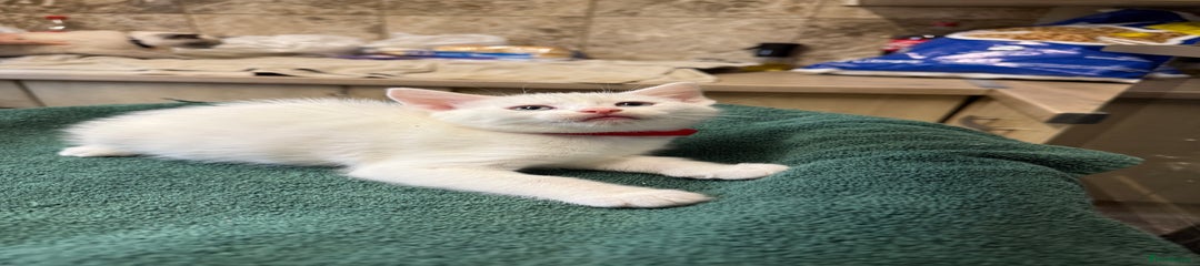 Turkish Angora Kitten 3