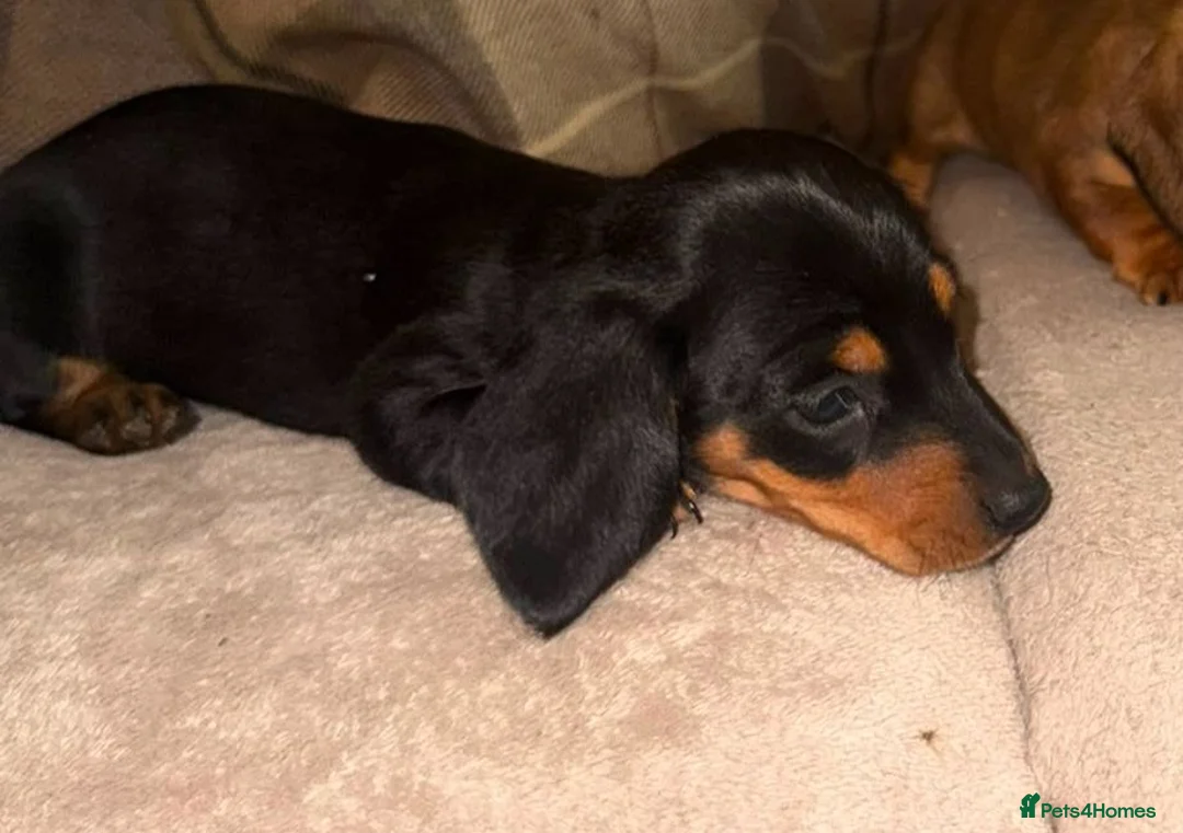 Dachshund dogs for sale: Stunning mini dachshund puppies! - Advert 19