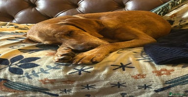 Mixed Breed dogs - Advert 3