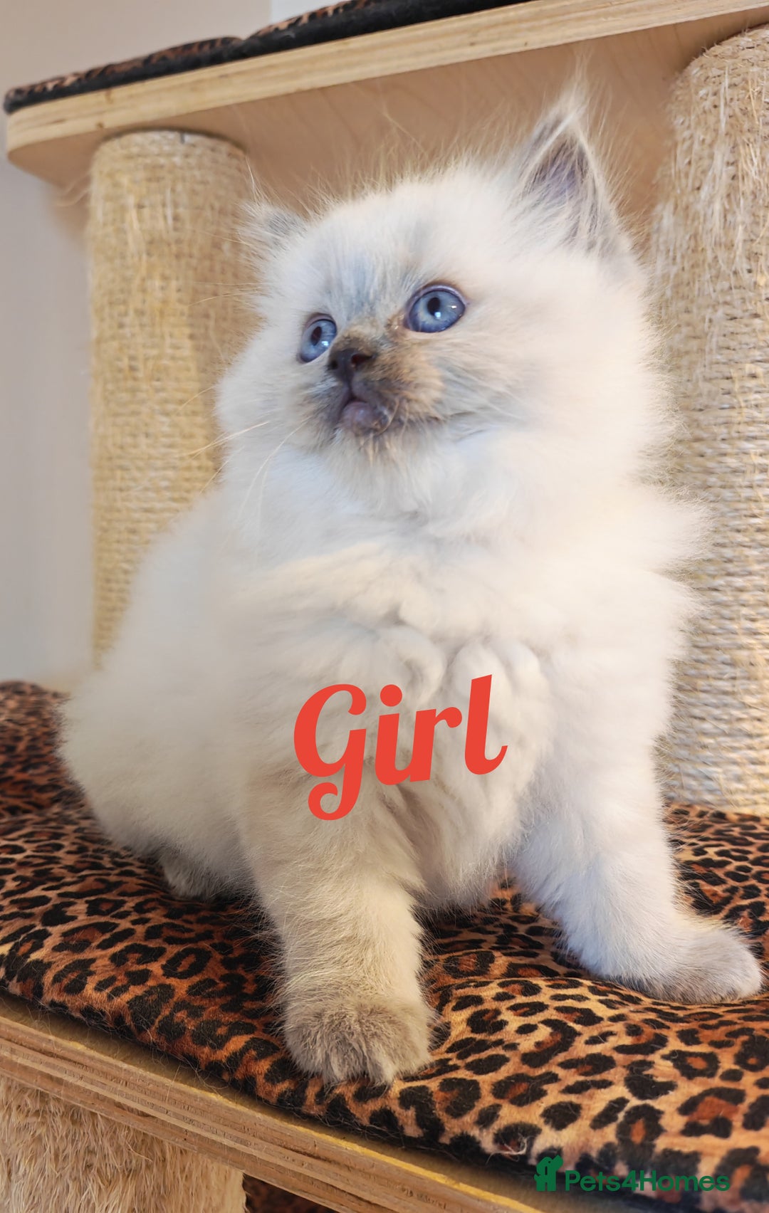 Ragdoll cats for sale: GCCF REGISTER KITTENS  - Advert 3