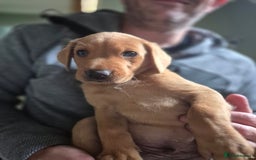 Labrador Retriever dogs for sale: Labrador 2 x boys left FTW Drakeshead Flycatcher   in Blackpool - Image 10