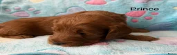 Cockapoo dogs for sale: ⭐ F1b Cockapoo Puppies – 1 Boy & 1 Girl Available  in Banbury - Advert 8