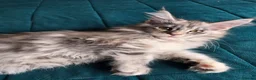 Maine Coon cats for sale: READY NOW GCCF Registered Maine Coon Kittens - Advert 15
