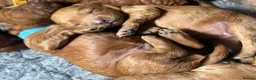 Mini Goldendoodle dogs for sale: F1b Mini Goldendoodle Puppies  - Advert 3