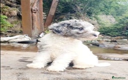 Mixed Breed dogs for sale: ABSOLUTELY STUNNING FOXYPOO PUPPIES - Image 20