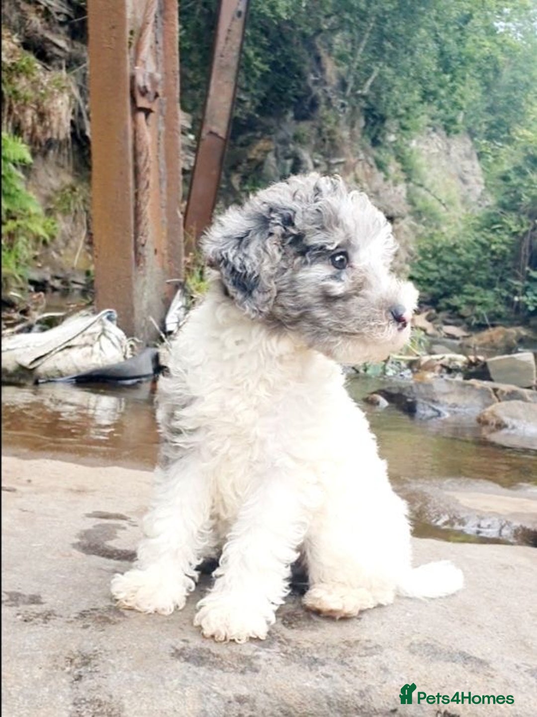 Mixed Breed dogs for sale: ABSOLUTELY STUNNING FOXYPOO PUPPIES - Image 20