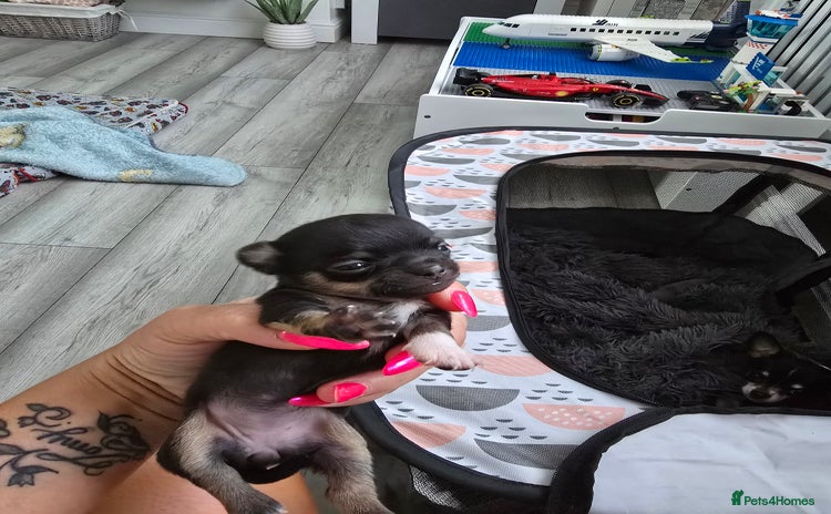 Chihuahua dogs - Advert 1