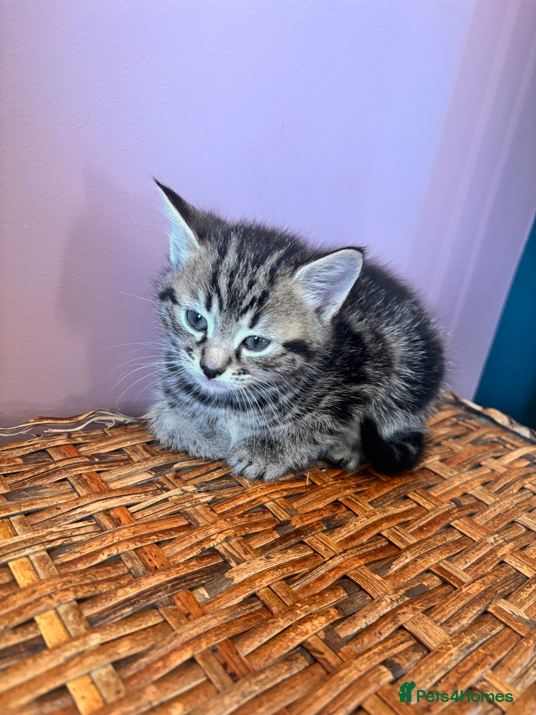 Mixed Breed cats for sale: Kittens for Sale  - Advert 7