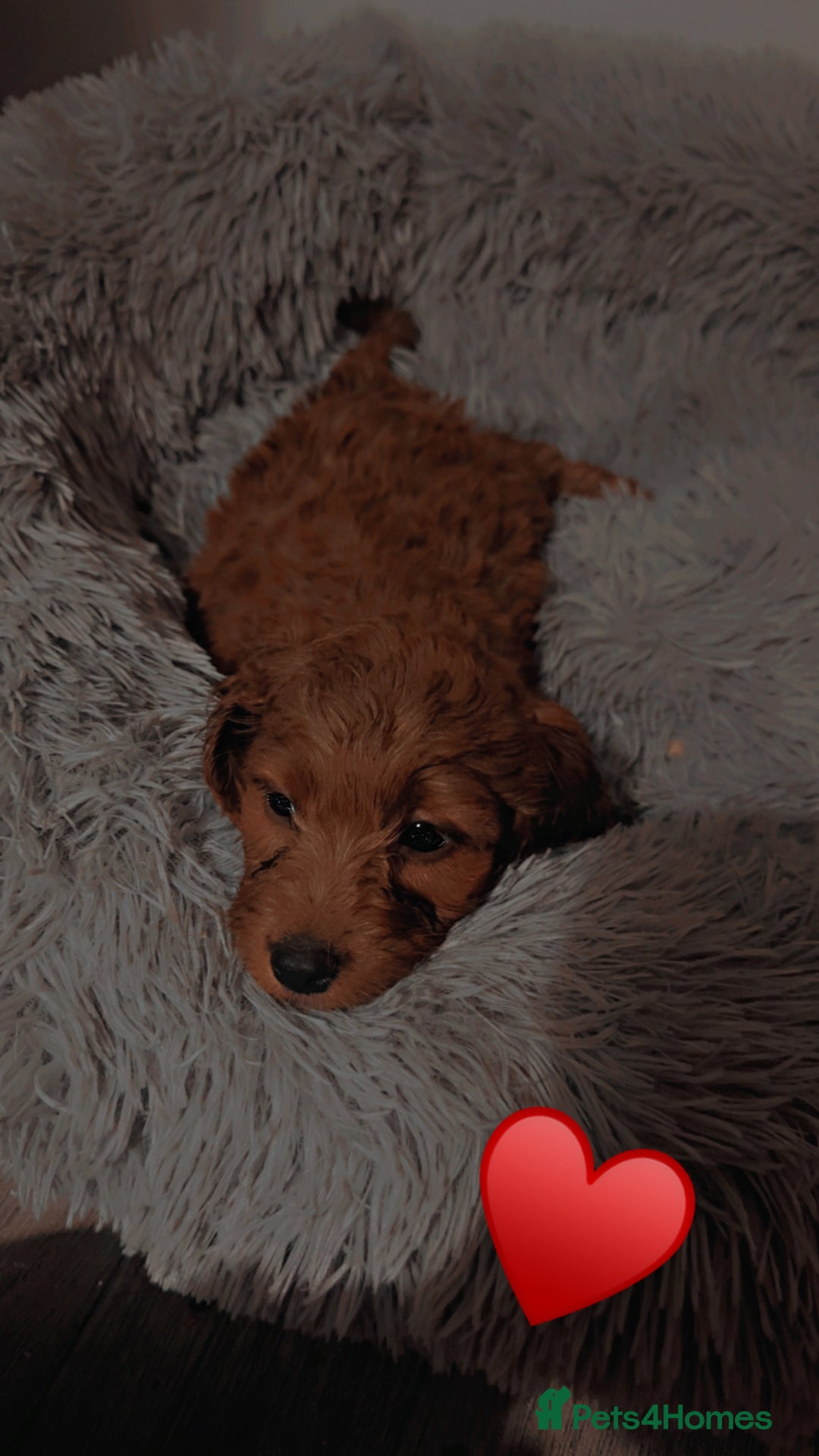 Cockapoo dogs for sale: **REDUCED** READY TO GO GIRL MINIATURE COCKAPOOS  - Image 5