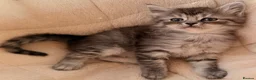 Siberian cats for sale: New imported lines Siberian kittens - Advert 3