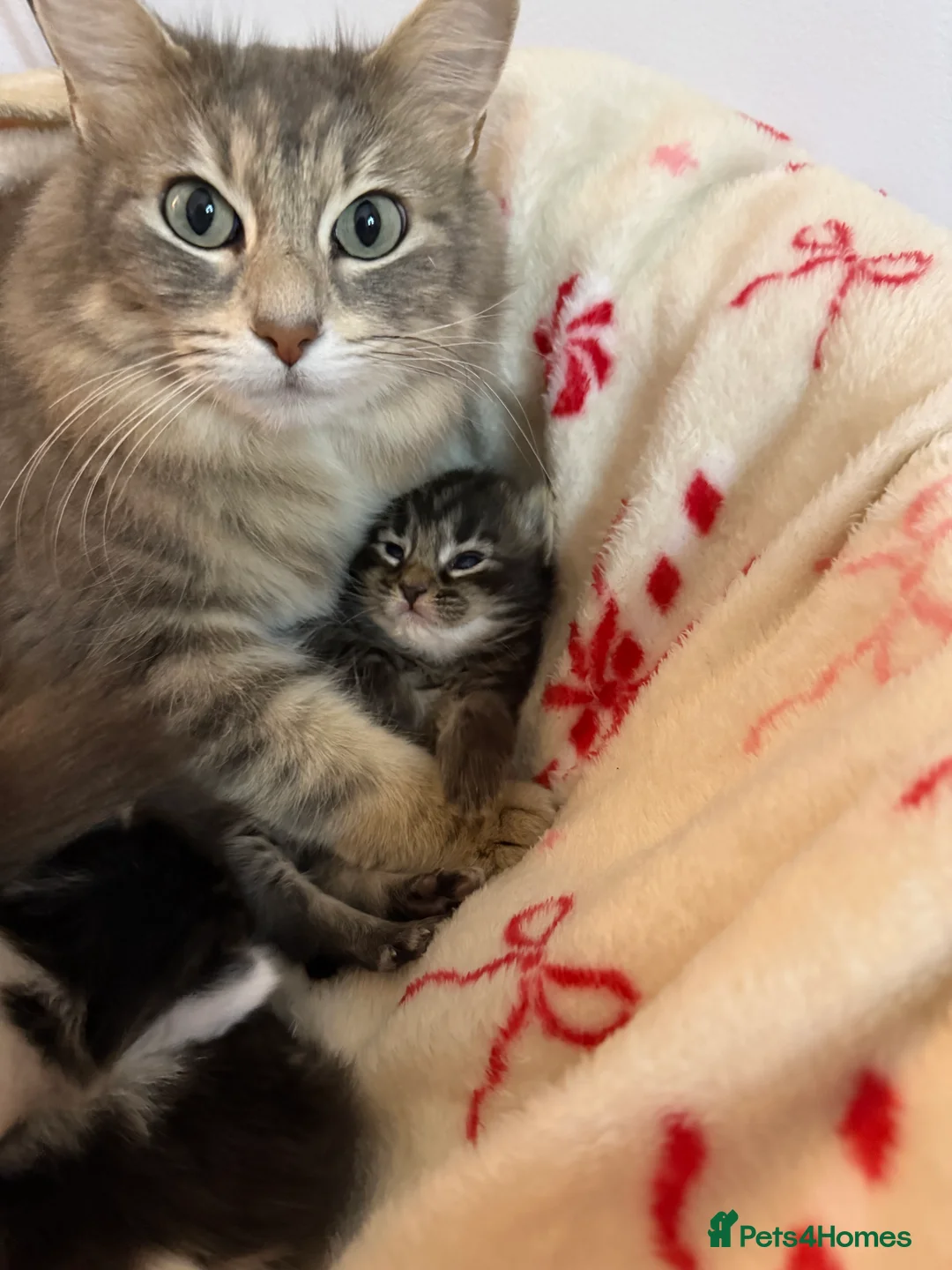 Ragdoll cats for sale: Ragdoll silver cross Bombay cuties  - Advert 1