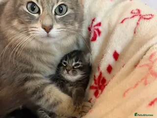 Ragdoll cats Ragdoll silver cross Bombay cuties - Advert 3