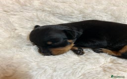 Miniature Pinscher dogs for sale: Gorgeous MinPin Puppies-Ready from 8th Dec! - Advert 23