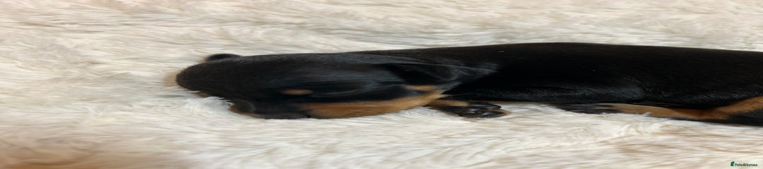 Miniature Pinscher Puppy 5