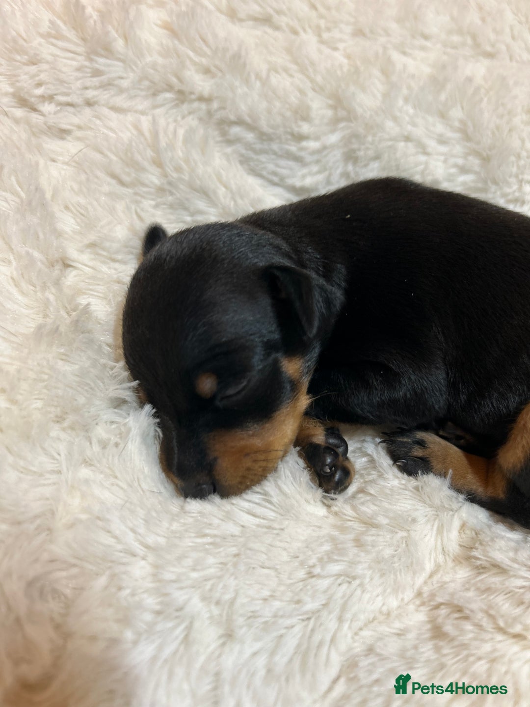 Miniature Pinscher dogs for sale: Gorgeous MinPin Puppies-Ready from 8th Dec! - Advert 23