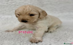 Goldendoodle dogs for sale: 💛F1 Castlecorrie Goldendoodle💛 - Advert 4