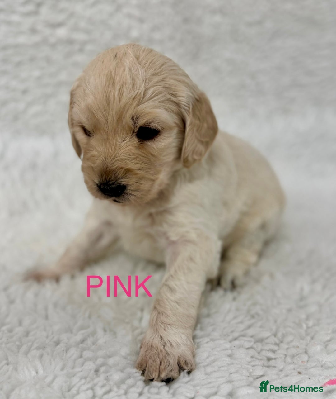 Goldendoodle dogs for sale: 💛F1 Castlecorrie Goldendoodle💛 - Advert 4