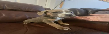 Mixed Breed Puppy 1