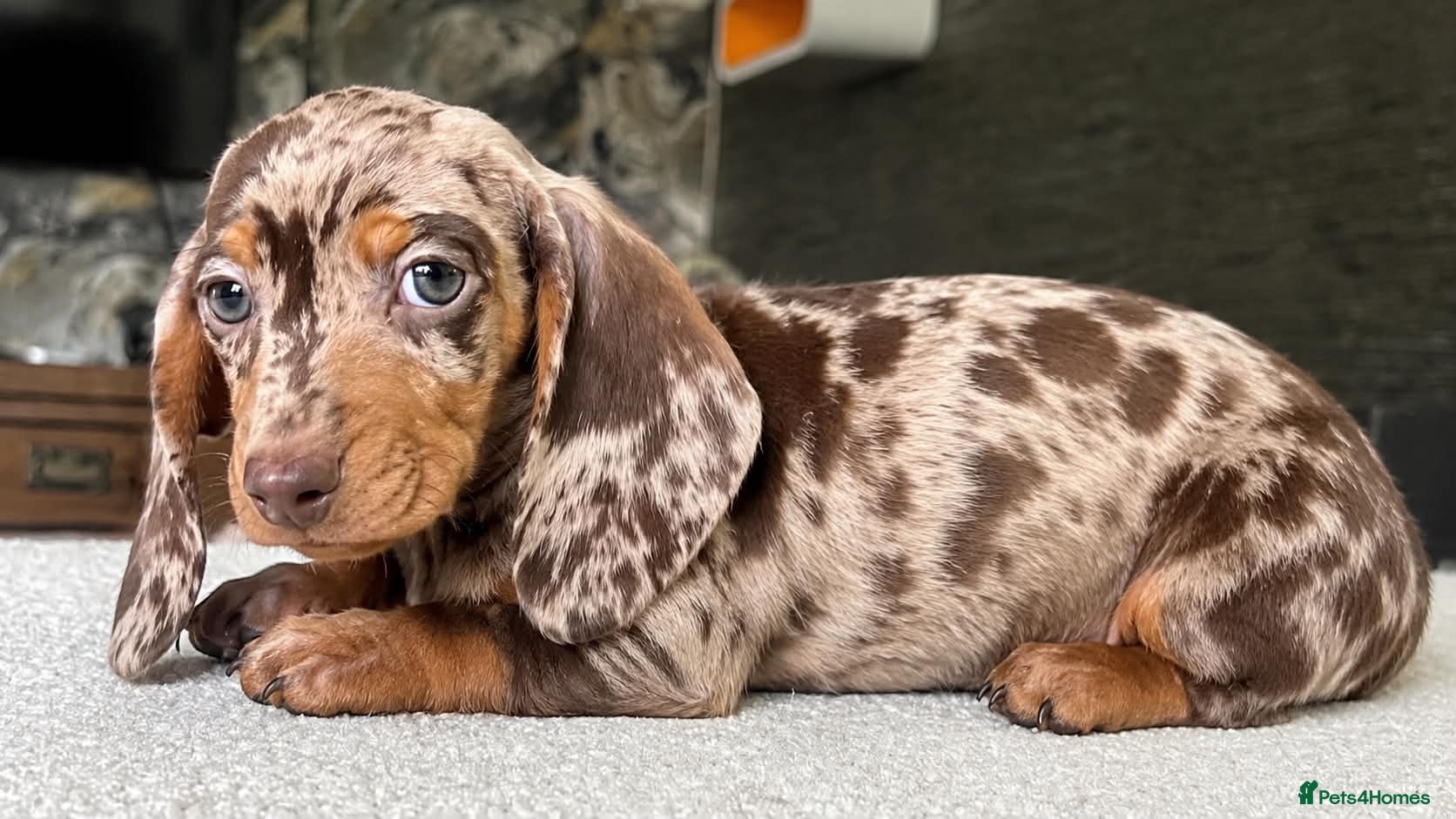 Miniature Dachshund dogs ✨️super Mini Dachshund Puppies Dapple & Chocolate - Advert 15