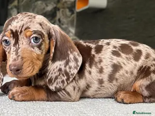 Miniature Dachshund dogs ✨️super Mini Dachshund Puppies Dapple & Chocolate - Advert 15