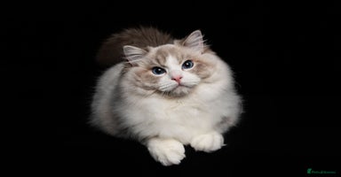 Ragdoll cats - Advert 14