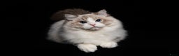 Ragdoll cats for sale: ❤️BEST KITTENS RAGDOLL❤️ CHAMPION REGIONAL WINNER  - Advert 7