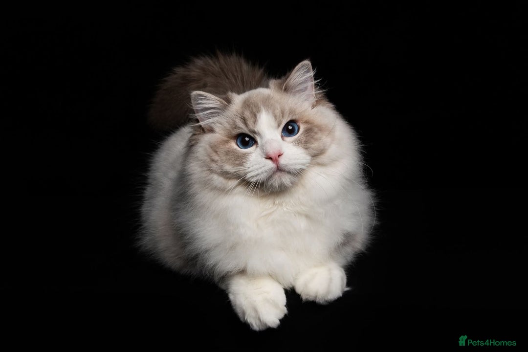 Ragdoll cats for sale: ❤️BEST KITTENS RAGDOLL❤️ CHAMPION REGIONAL WINNER  - Advert 7